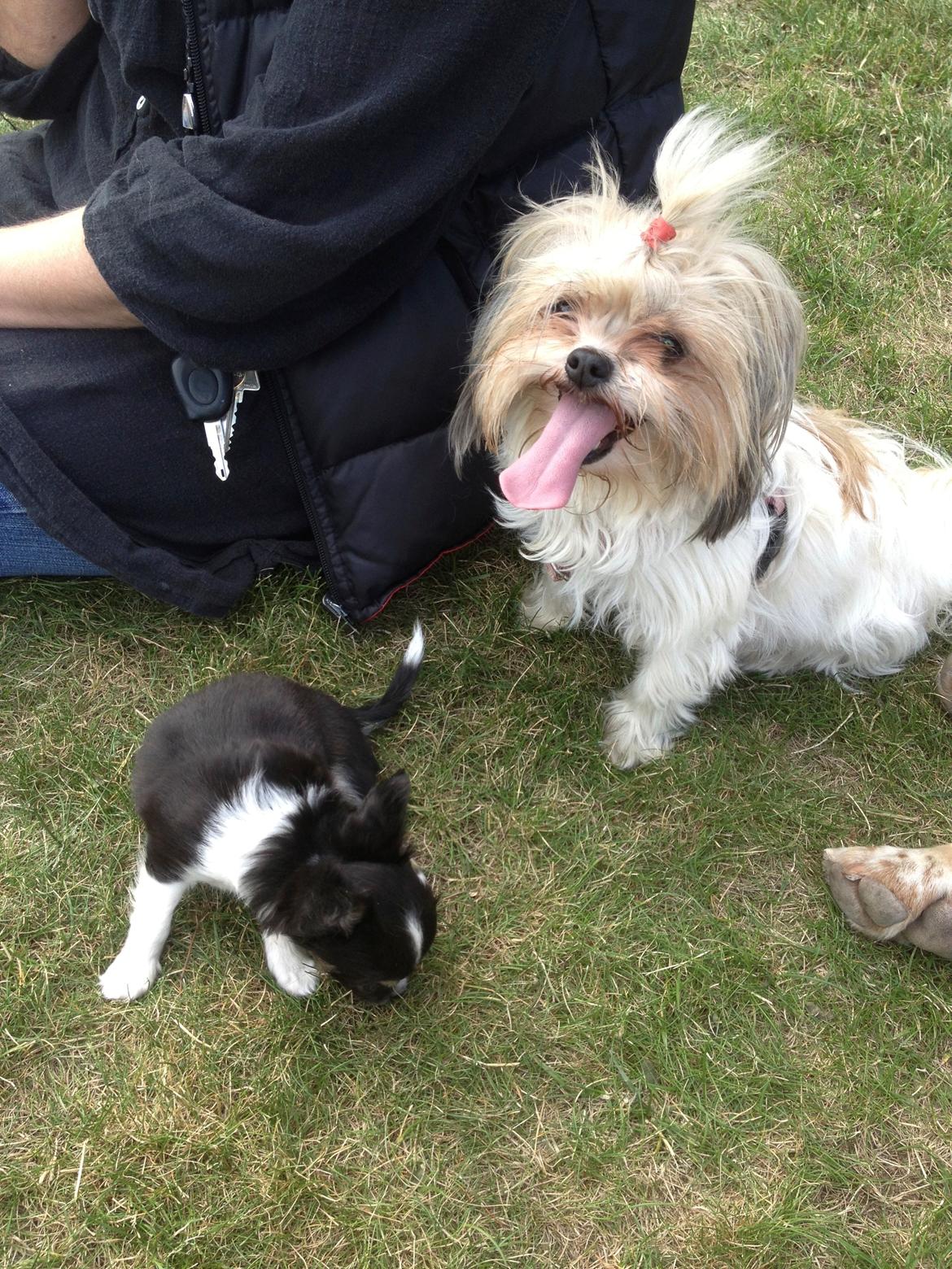 Blanding af racer Betty boop billede 22