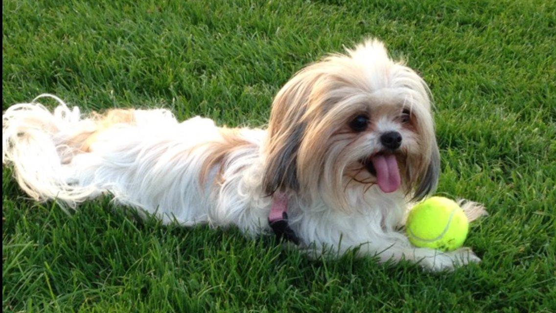 Blanding af racer Betty boop billede 1