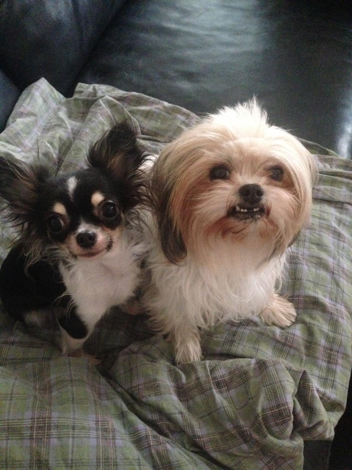 Blanding af racer Betty boop billede 3