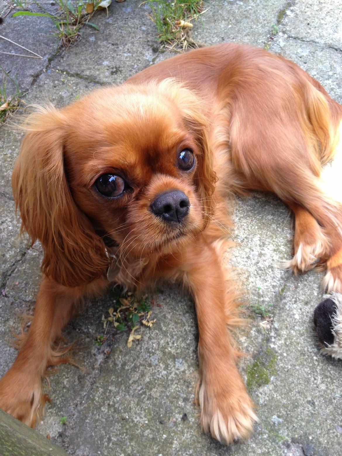 Cavalier king charles spaniel Wilma billede 7
