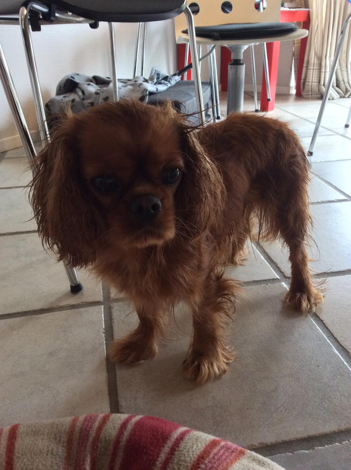 Cavalier king charles spaniel Wilma billede 3