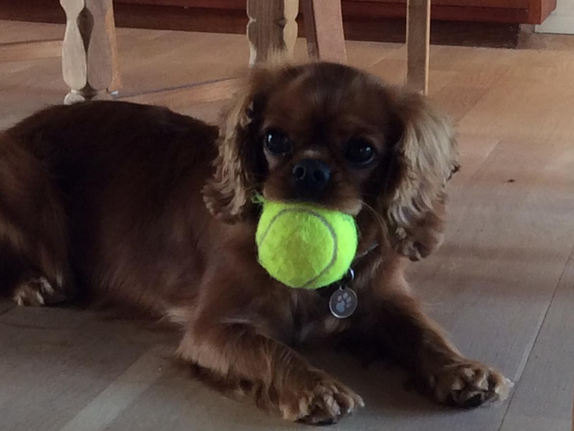 Cavalier king charles spaniel Wilma billede 2