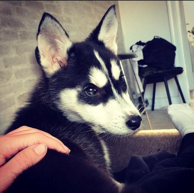 Siberian husky Cody billede 1