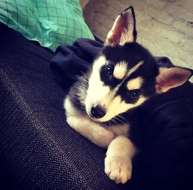 Siberian husky Cody billede 2