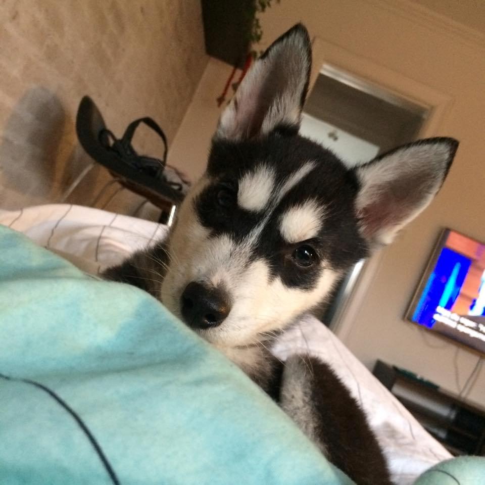 Siberian husky Cody billede 3