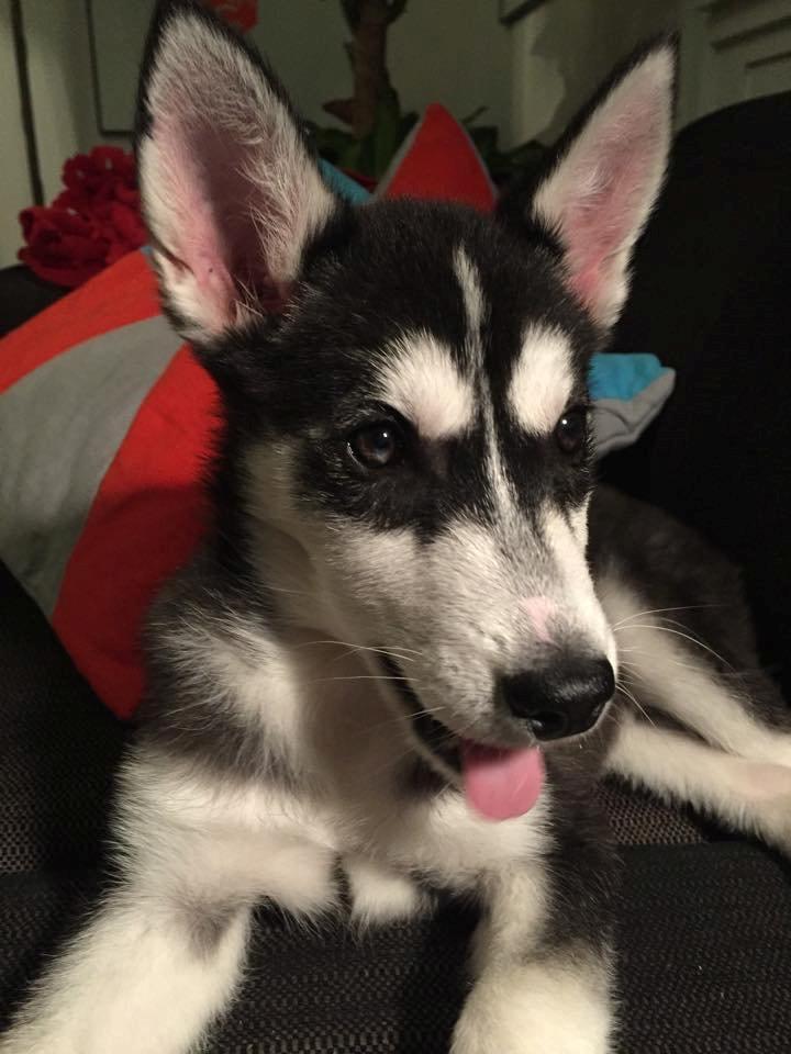 Siberian husky Cody billede 4