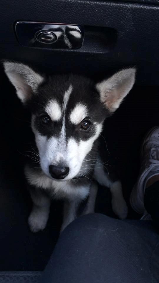 Siberian husky Cody billede 5