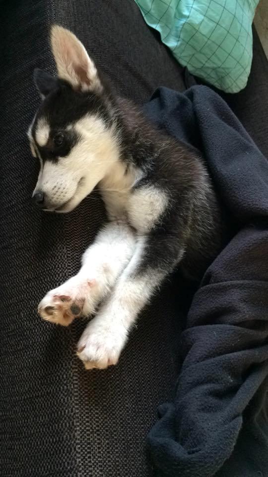 Siberian husky Cody billede 6