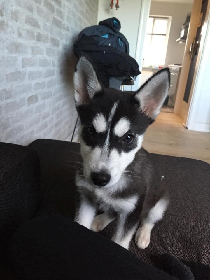 Siberian husky Cody billede 7