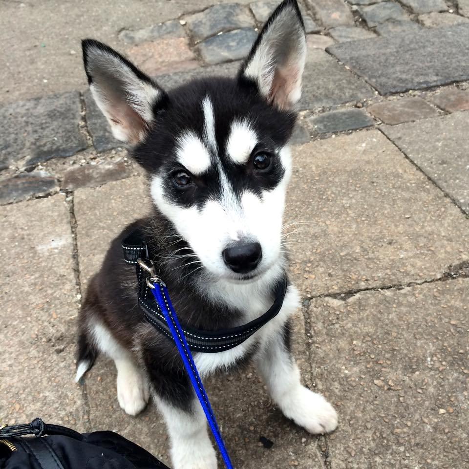 Siberian husky Cody billede 8