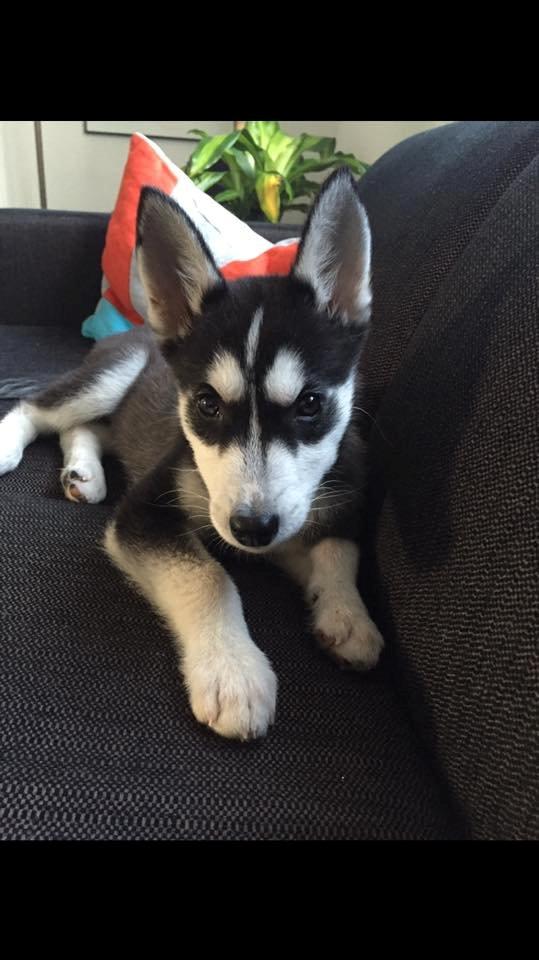 Siberian husky Cody billede 9