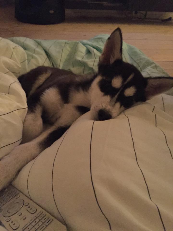 Siberian husky Cody billede 10