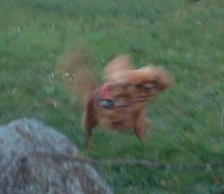 Cavalier king charles spaniel Wilma billede 6