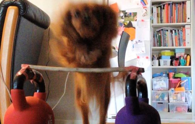 Cavalier king charles spaniel Wilma billede 5