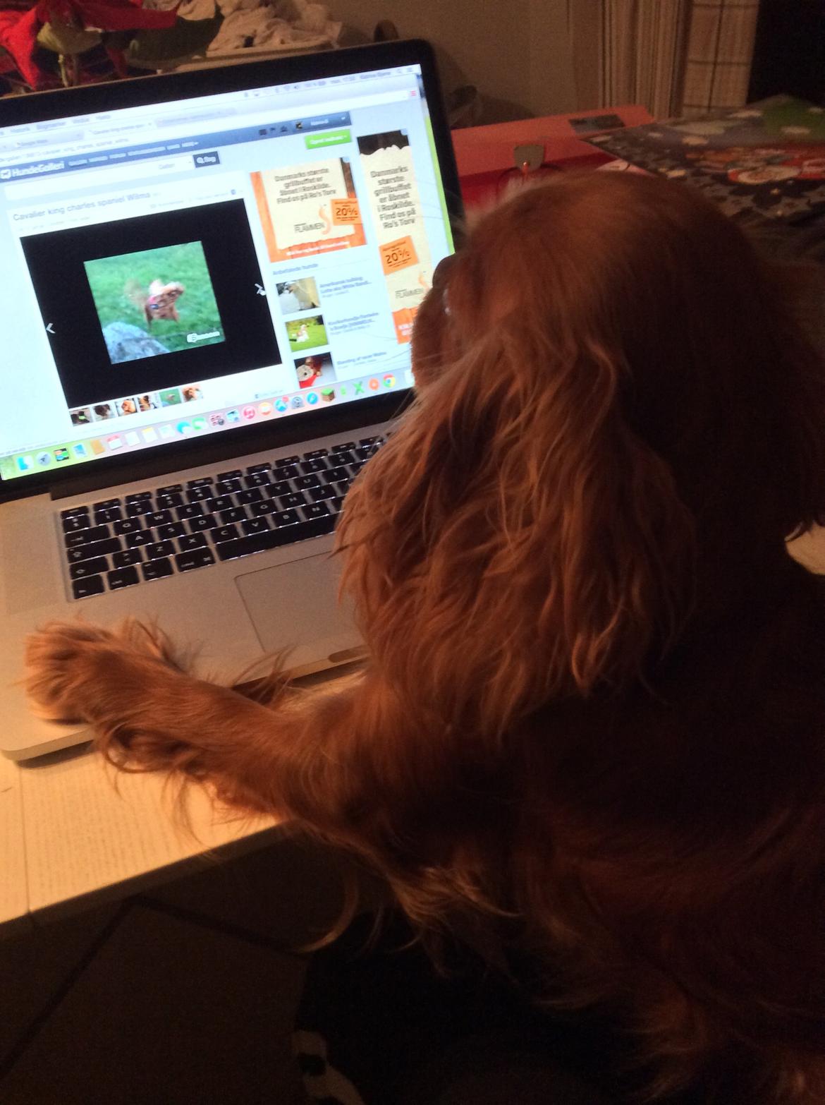 Cavalier king charles spaniel Wilma - Wilma tjekker sin profil udXD(bare rolig, jeg sidder lige bagved og holder hende) billede 8