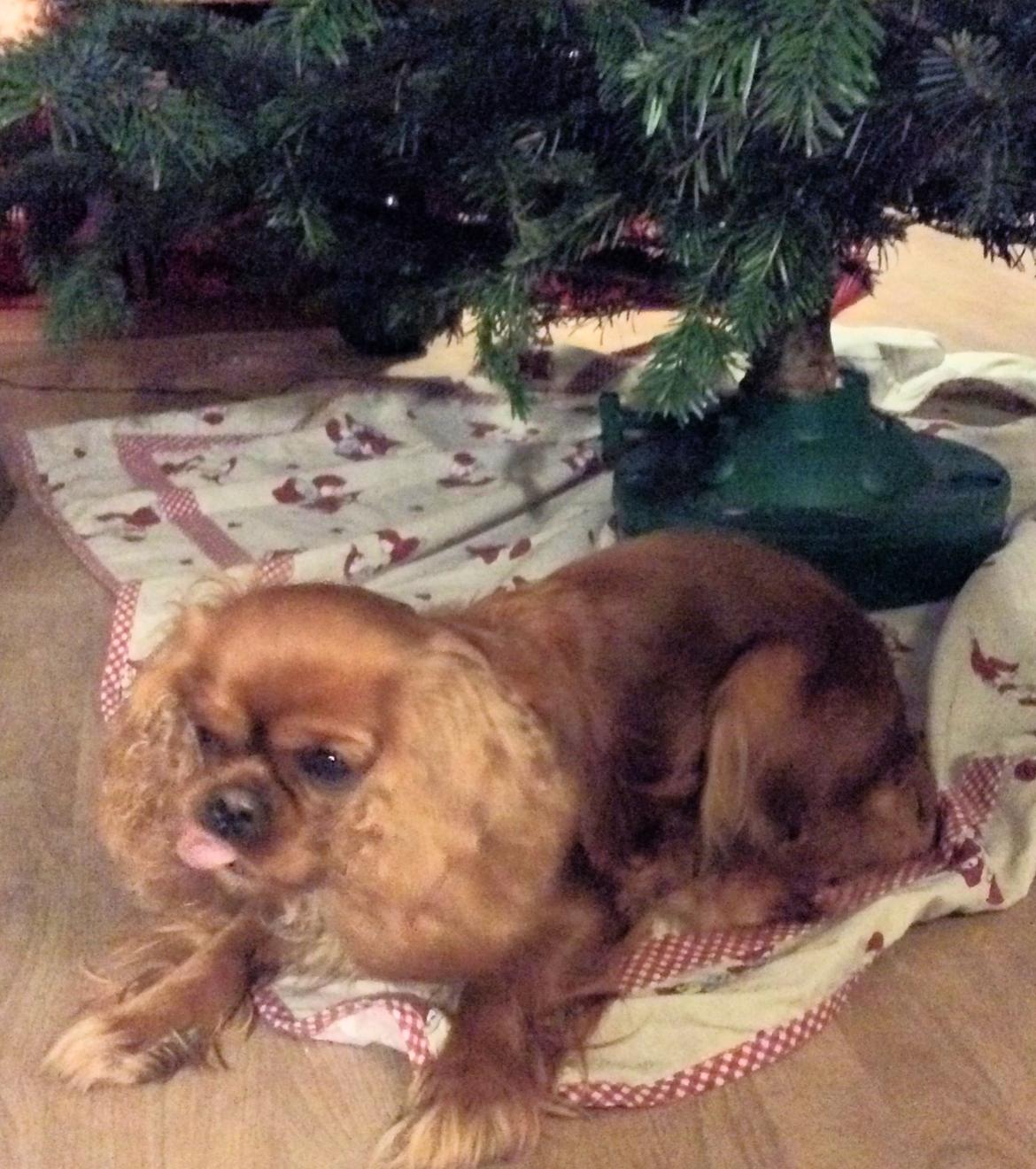 Cavalier king charles spaniel Wilma billede 9