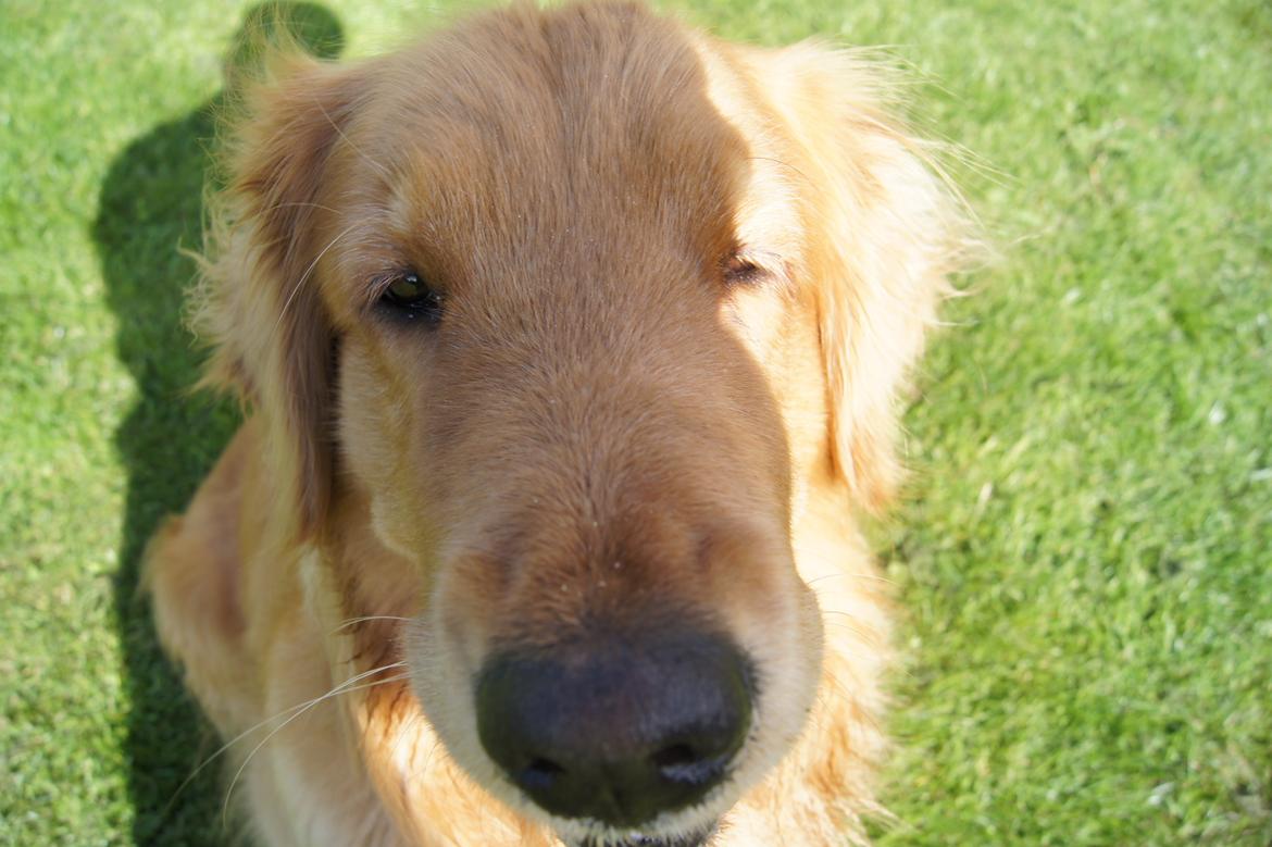 Golden retriever Debbie billede 5