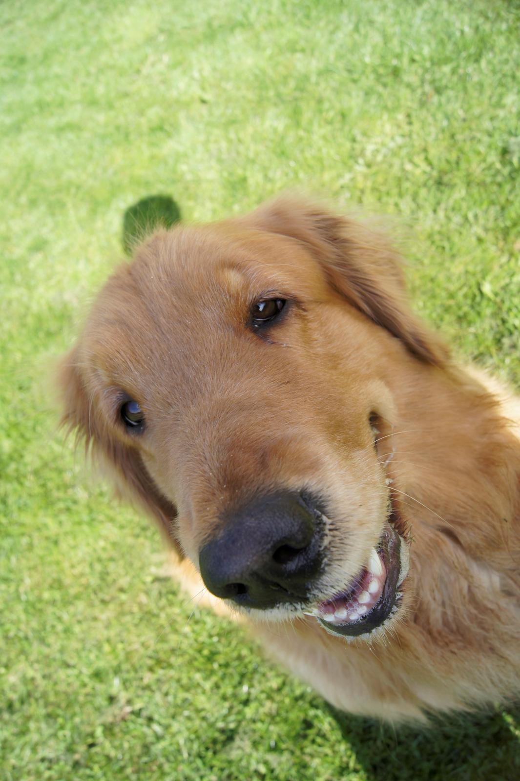 Golden retriever Debbie billede 4