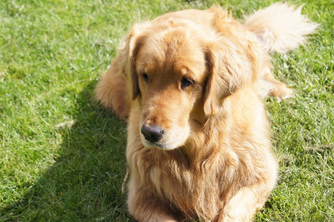 Golden retriever Debbie billede 3