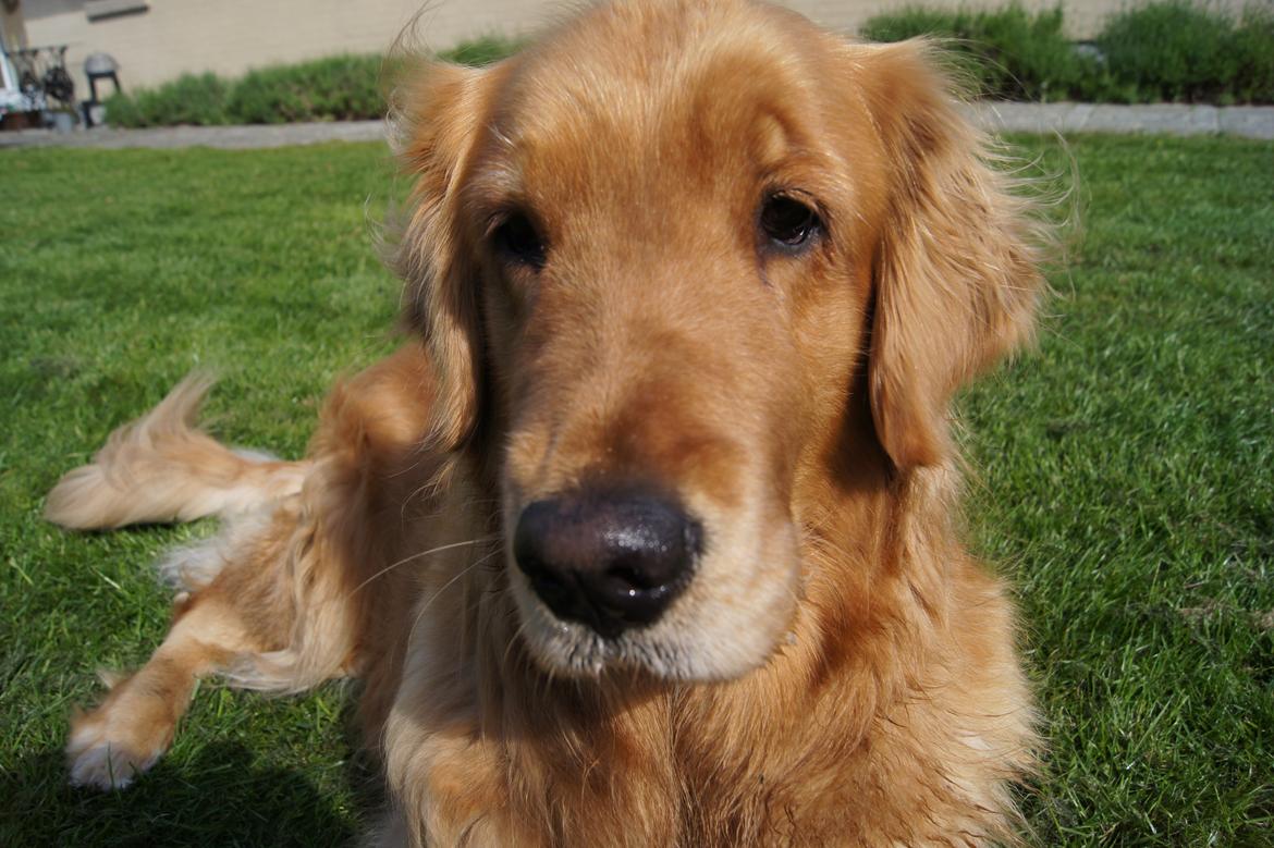 Golden retriever Debbie billede 6