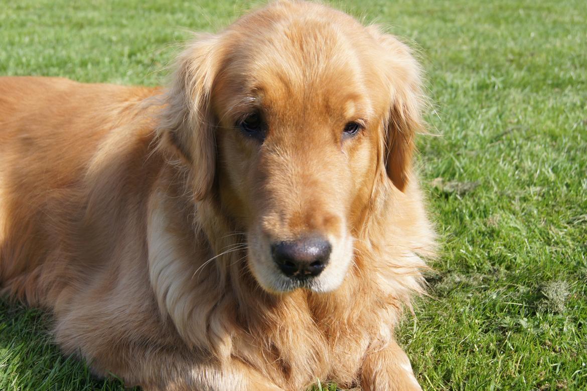 Golden retriever Debbie billede 7