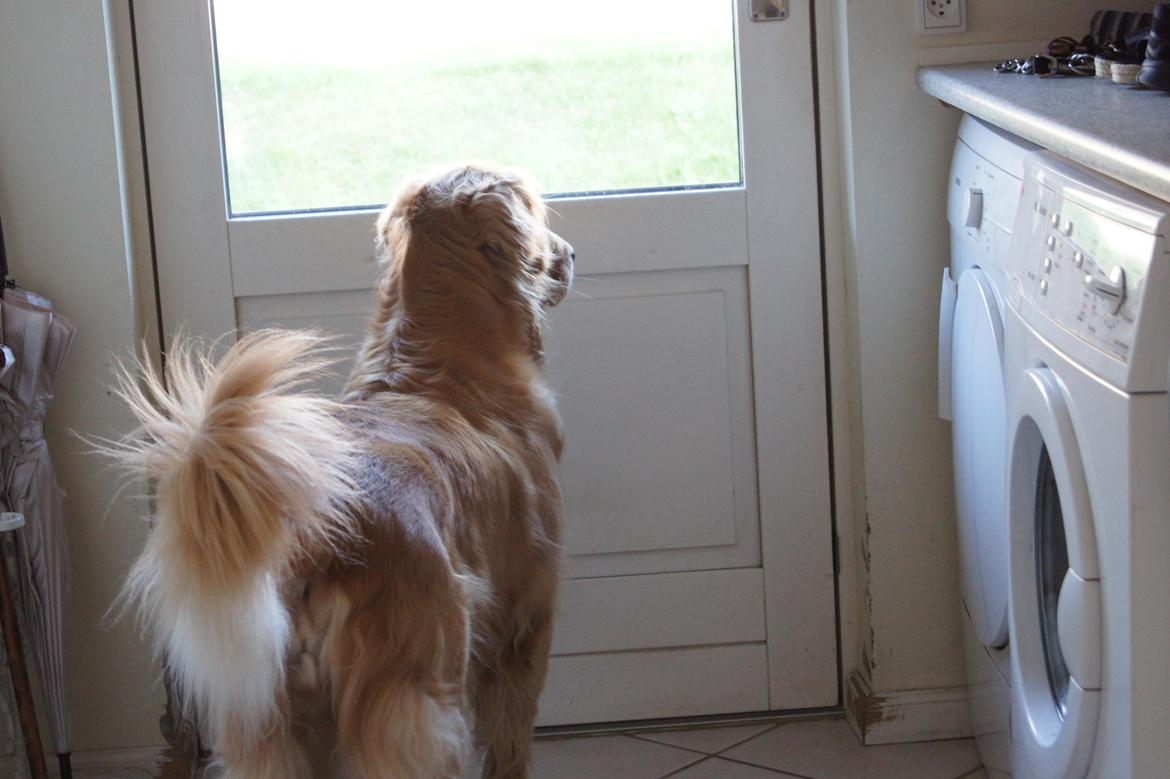 Golden retriever Debbie billede 11