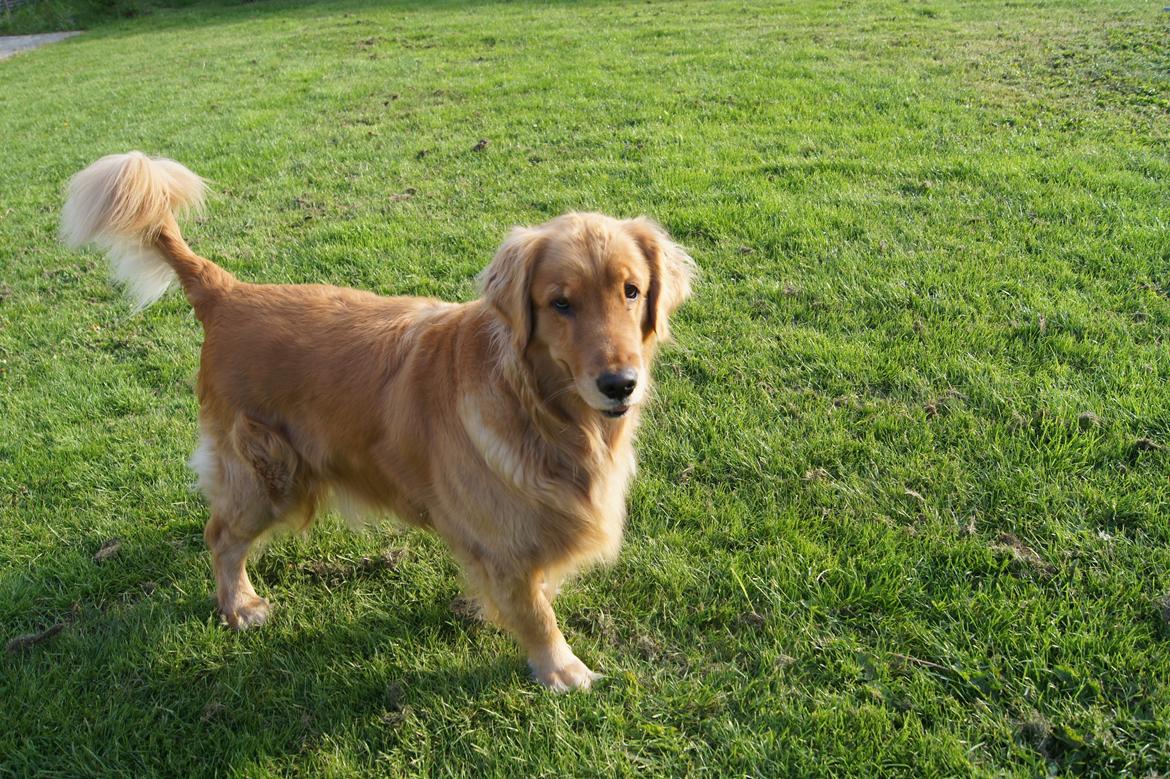 Golden retriever Debbie billede 8