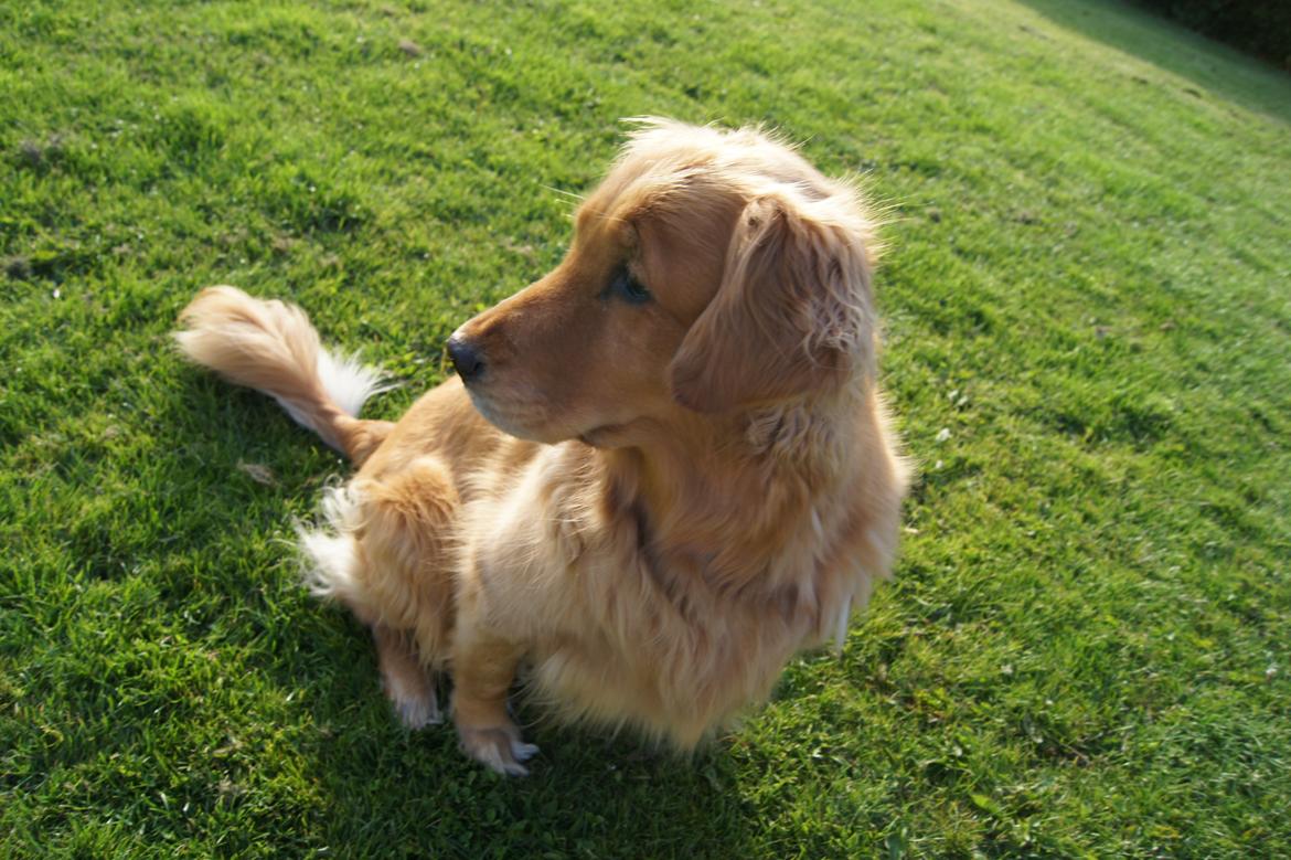 Golden retriever Debbie billede 9