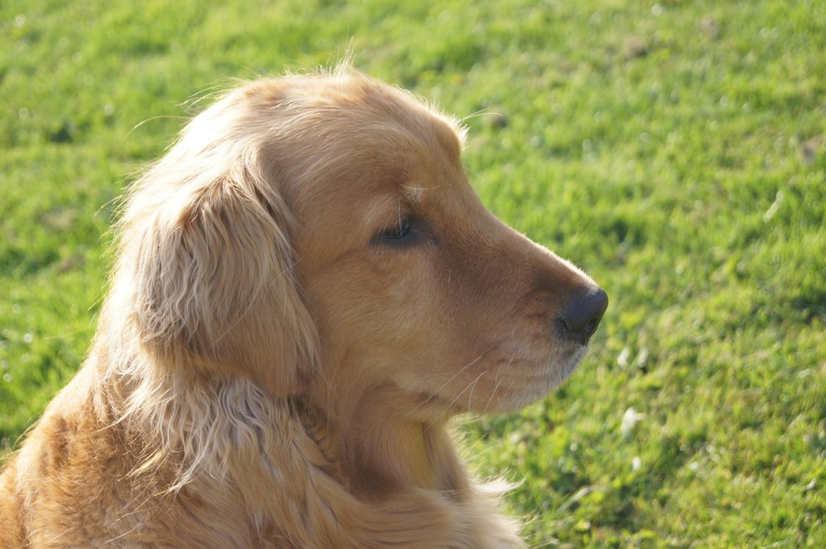 Golden retriever Debbie billede 10