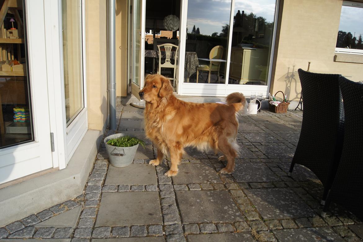 Golden retriever Debbie billede 12