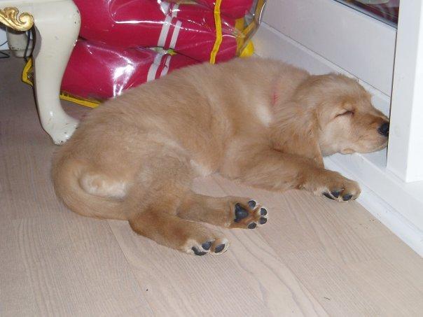 Golden retriever Debbie billede 13