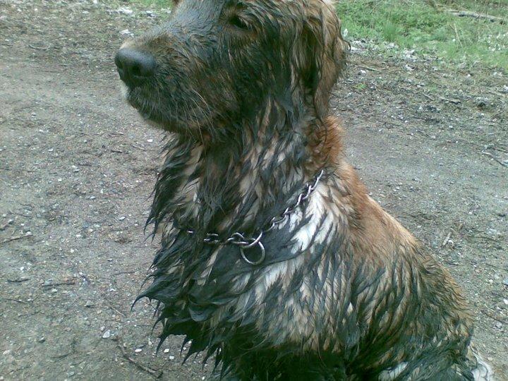 Golden retriever Debbie billede 14