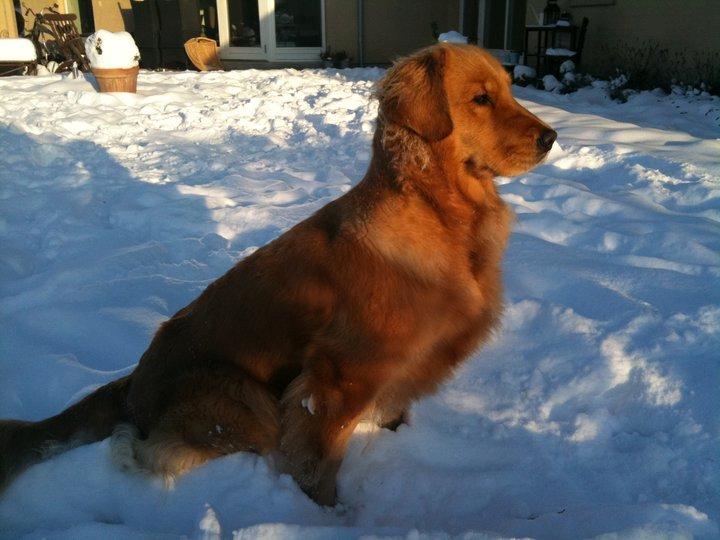 Golden retriever Debbie billede 18
