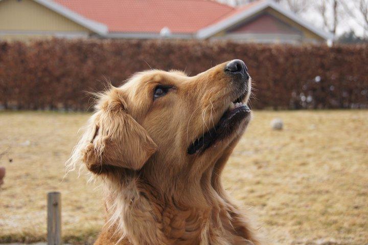 Golden retriever Debbie billede 1