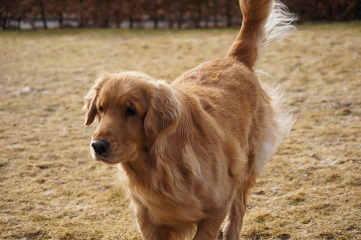 Golden retriever Debbie billede 2