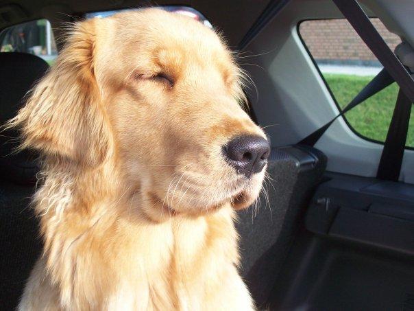 Golden retriever Debbie billede 15