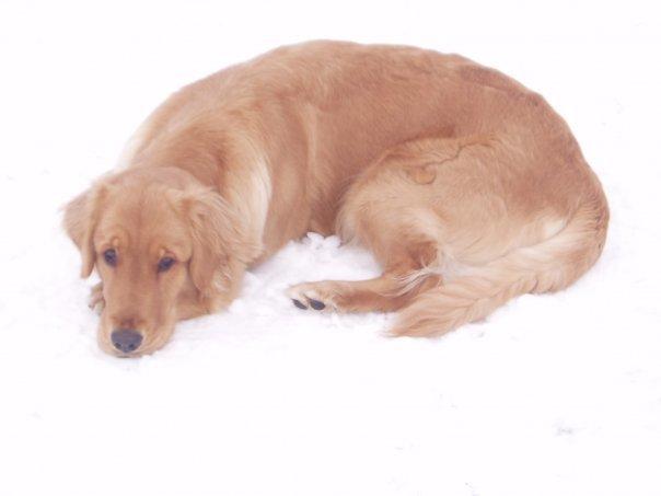 Golden retriever Debbie billede 17