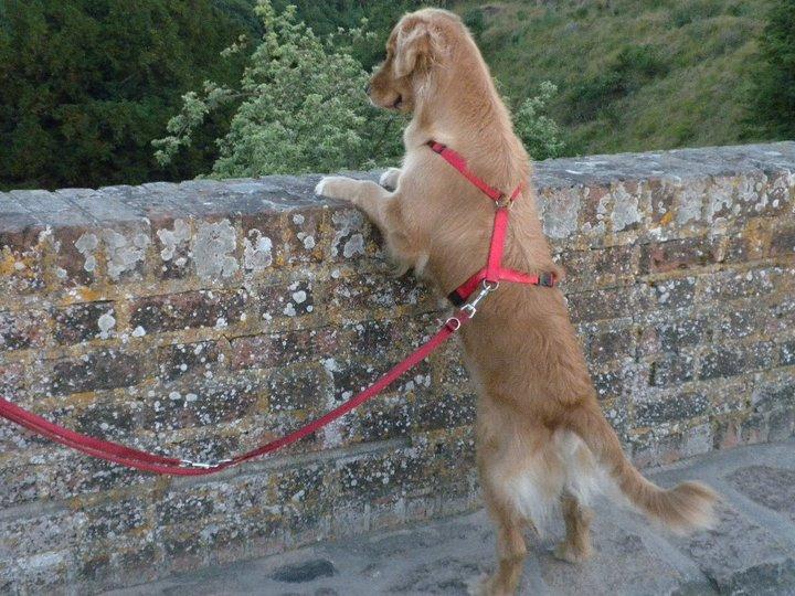 Golden retriever Debbie billede 16