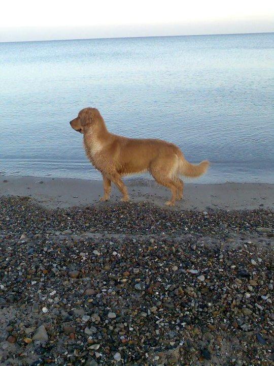 Golden retriever Debbie billede 19