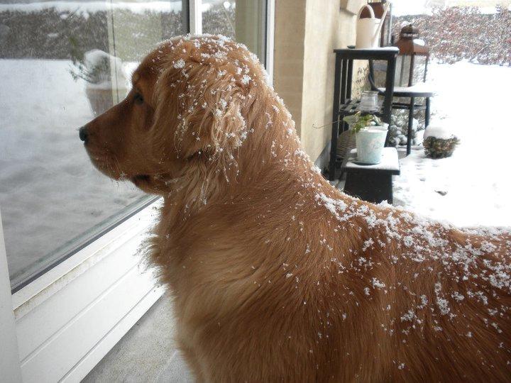 Golden retriever Debbie billede 20