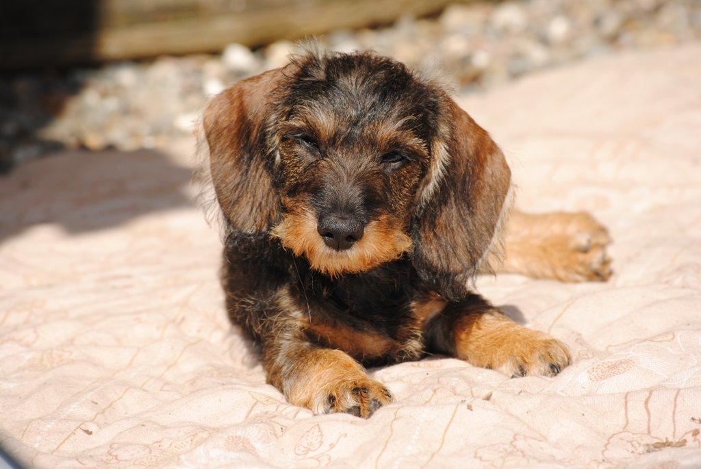 Dværggravhund Alma billede 1