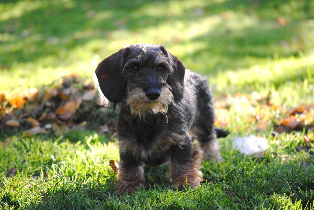 Dværggravhund Alma billede 2