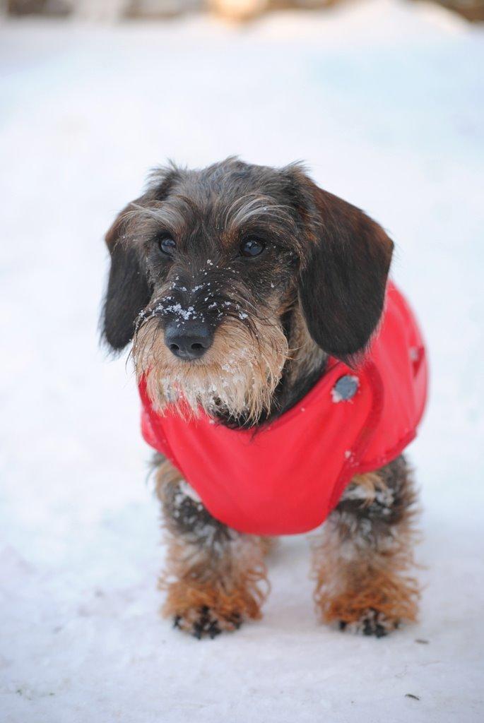 Dværggravhund Alma billede 3