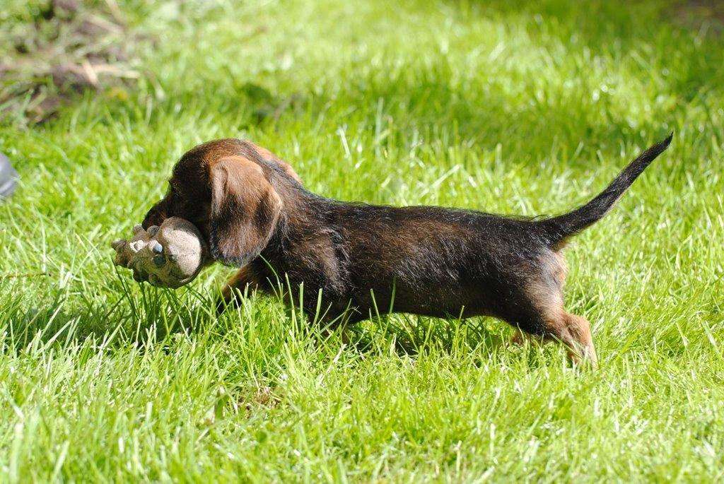 Dværggravhund Alma billede 4