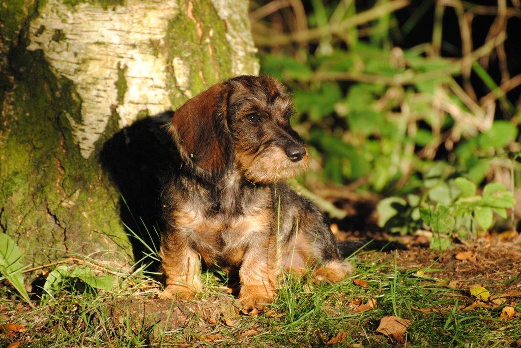 Dværggravhund Alma billede 5