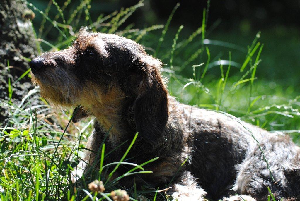 Dværggravhund Alma billede 6