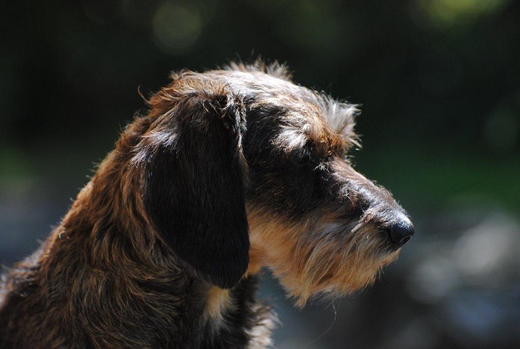 Dværggravhund Alma billede 7