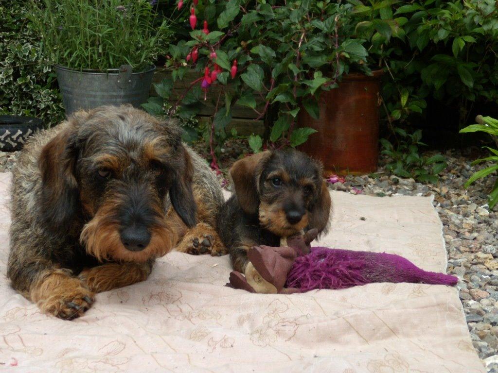 Dværggravhund Alma billede 8