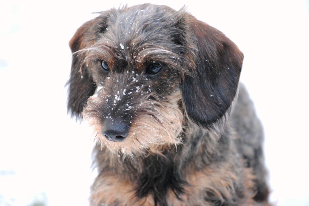 Dværggravhund Alma billede 9