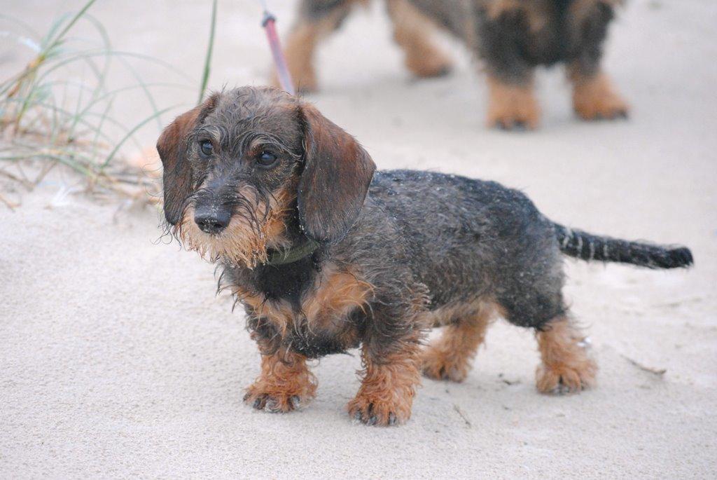 Dværggravhund Alma billede 10